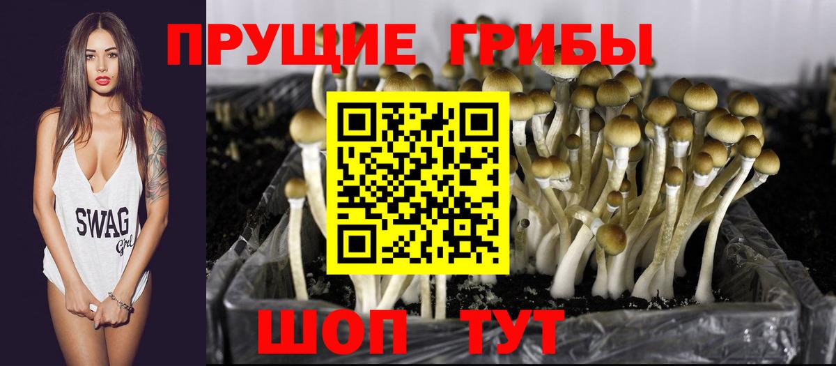 Псилоцибиновые грибы Psilocybine cubensis Минусинск